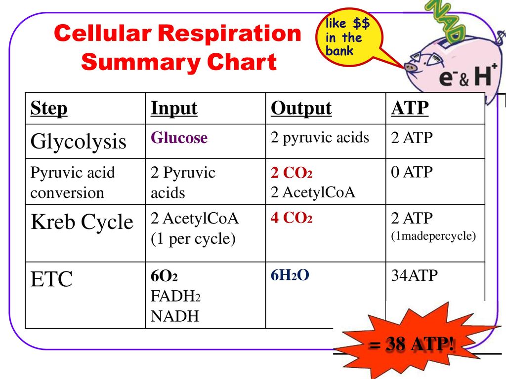 What Are The Inputs In Glycolysis