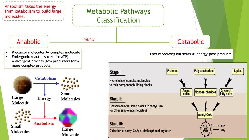 anabolism and catabolism definition