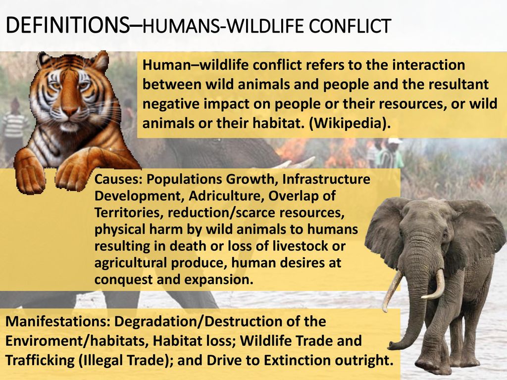 HUMAN - WILDLIFE CONFLICT SUSTAINABLE CONSERVATION AS A SOLUTION A Wildlife  Education Action of Wildlife Africa Initiative Felix Olusola Abayomi  Zoologist. - ppt download
