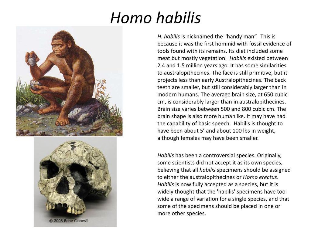 Австралопитек homo habilis. Хомо хабилис. Хомо хабилис австралопитек. Морфология хомо хабилис. Хомо хабилис эпоха.