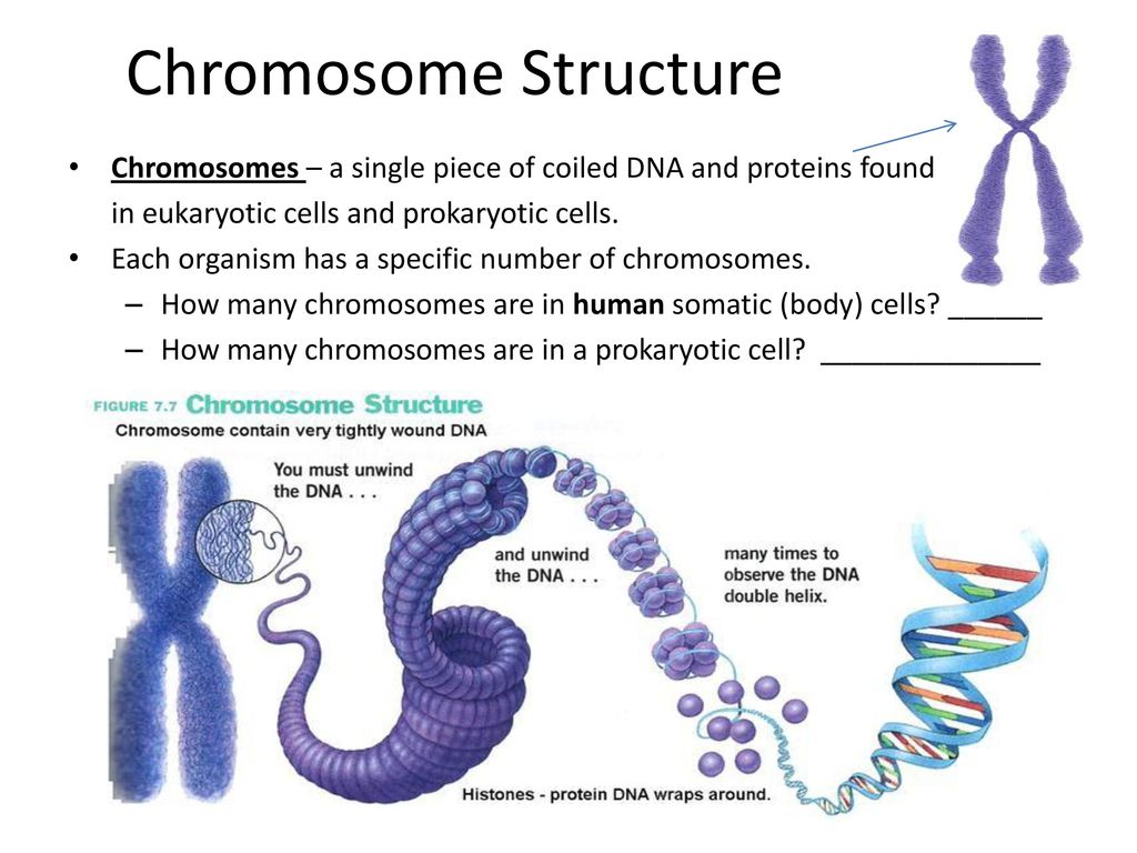 Chromosome Structure. 