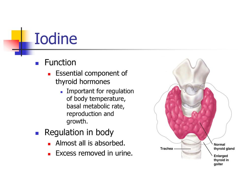 importance of iodine in the human body