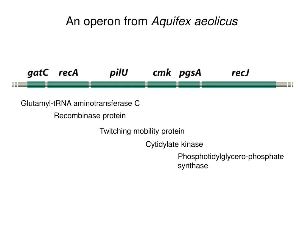 An operon from Aquifex aeolicus