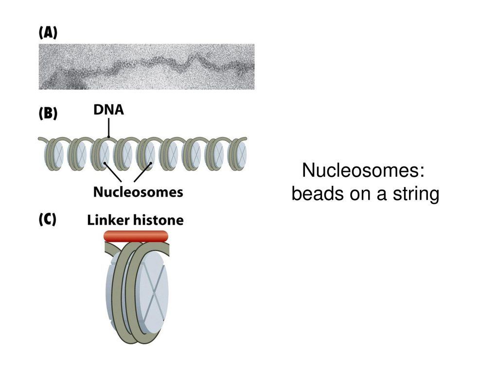 Nucleosomes: beads on a string