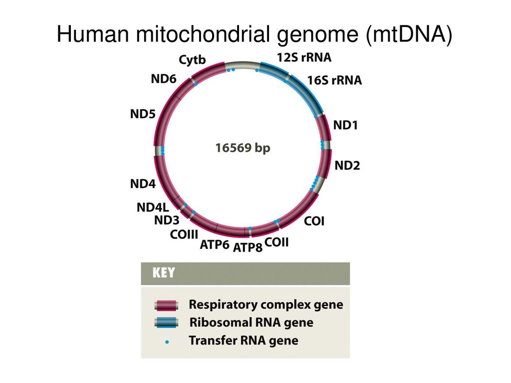 Human mitochondrial genome (mtDNA)