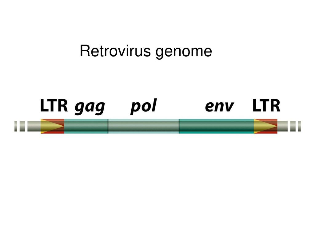 Retrovirus genome