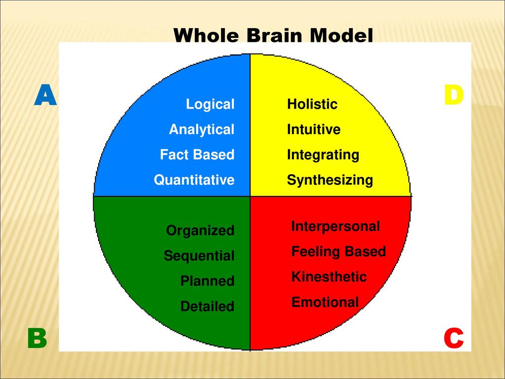 A D B C Whole Brain Model Logical Analytical Fact Based Quantitative