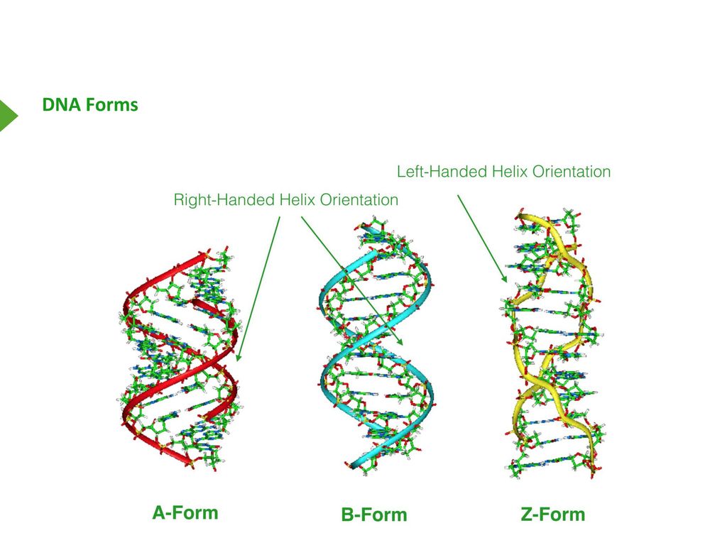 Дна групп. Формы ДНК. B форма ДНК. З форма ДНК. Пространственные формы ДНК.