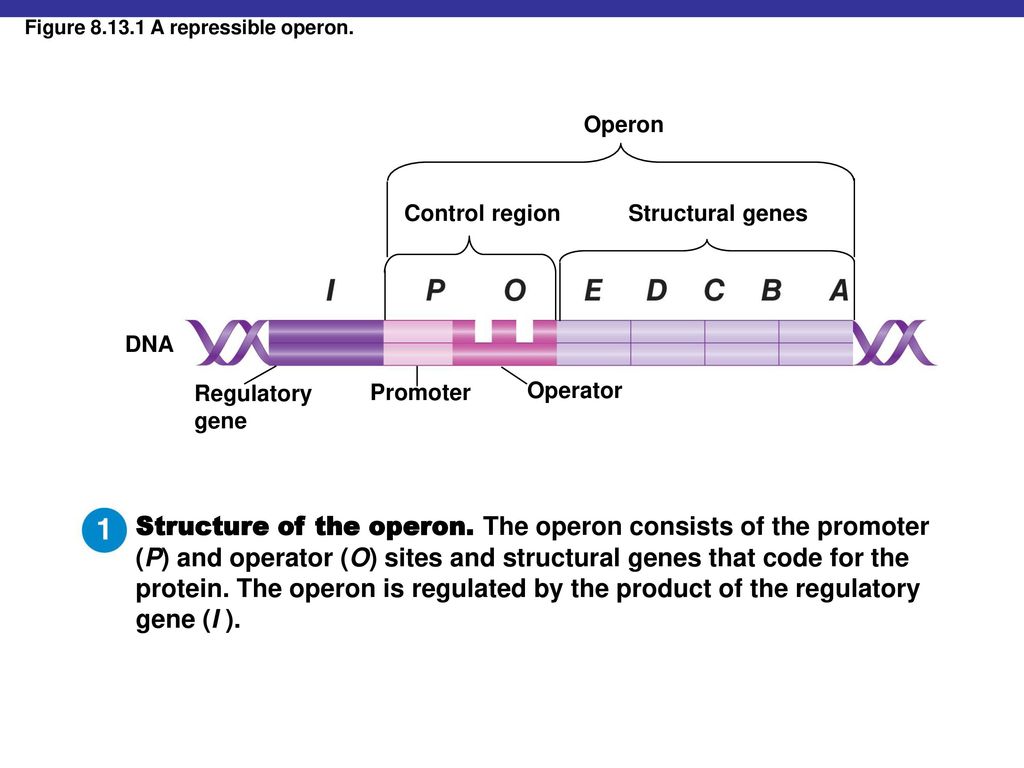 Insert Fig CO ppt download