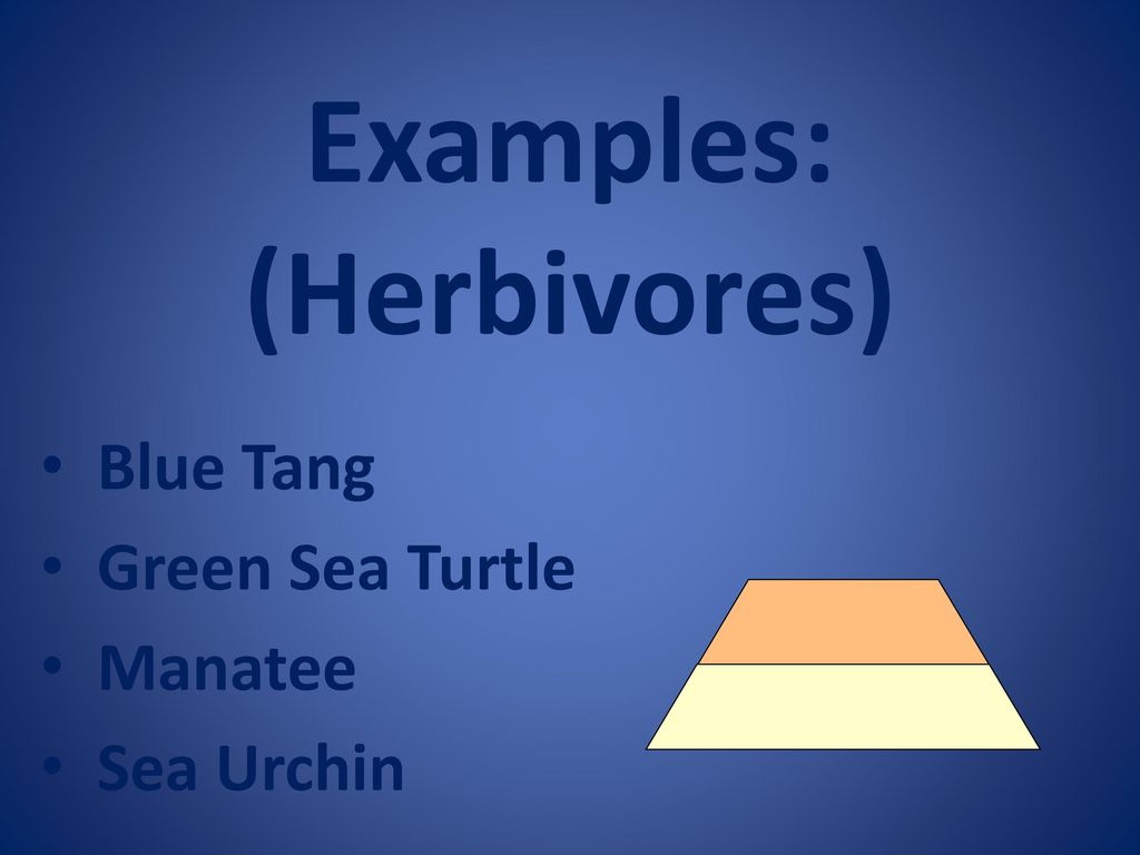 Examples: (Herbivores)