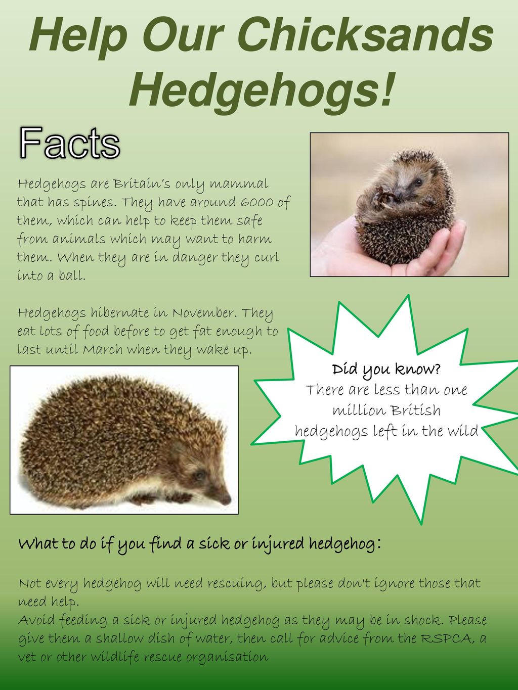 Help Our Chicksands Hedgehogs! - ppt download