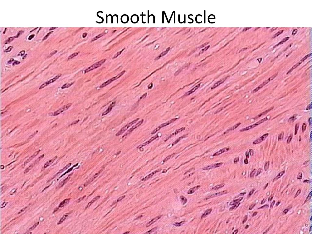 Гладкая мышечная ткань 8