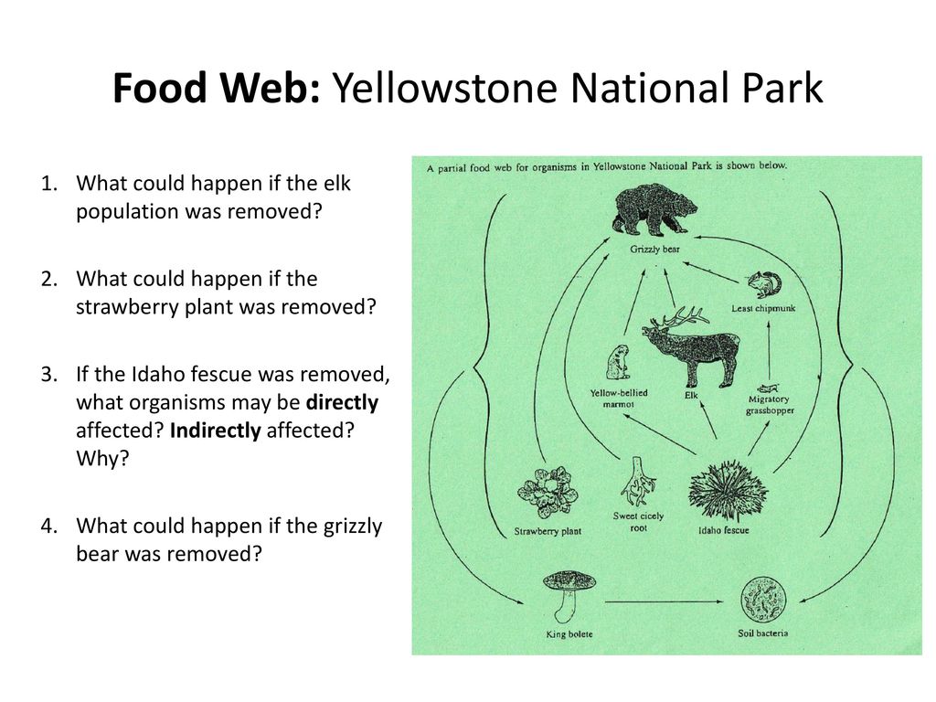 Ecology Ppt Download ecology-ppt-download