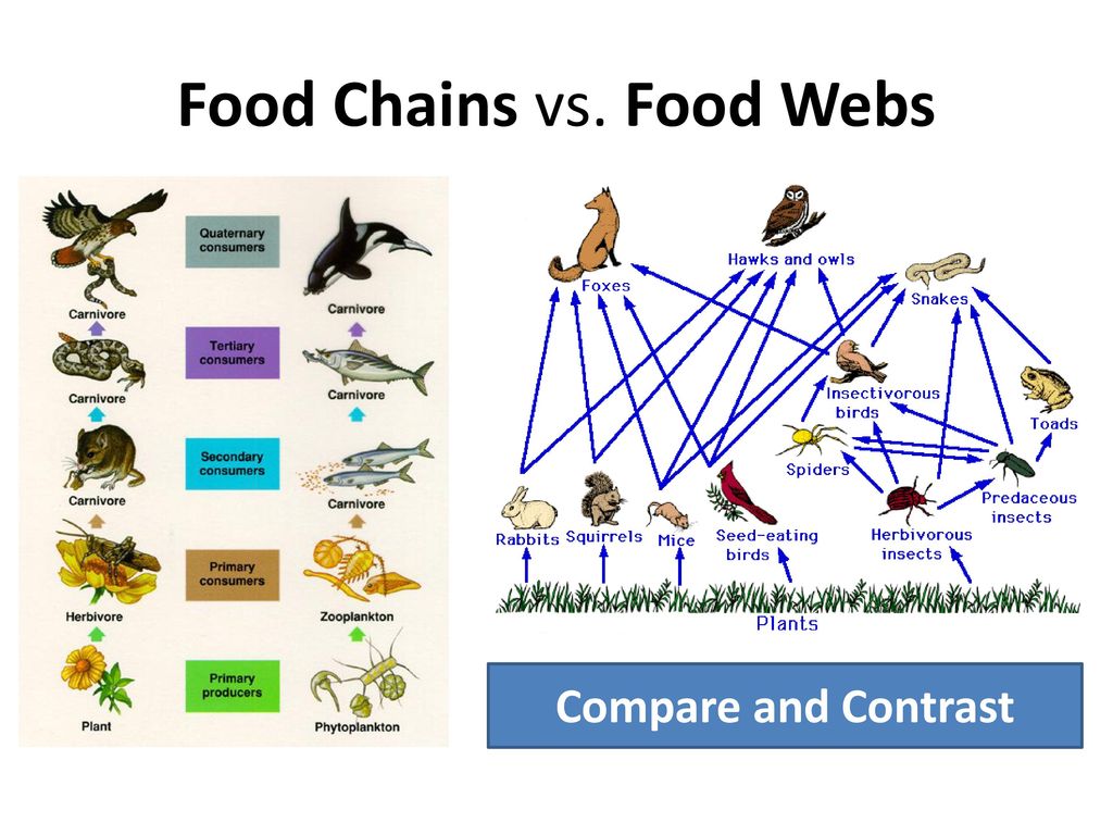 Ecology. - ppt download