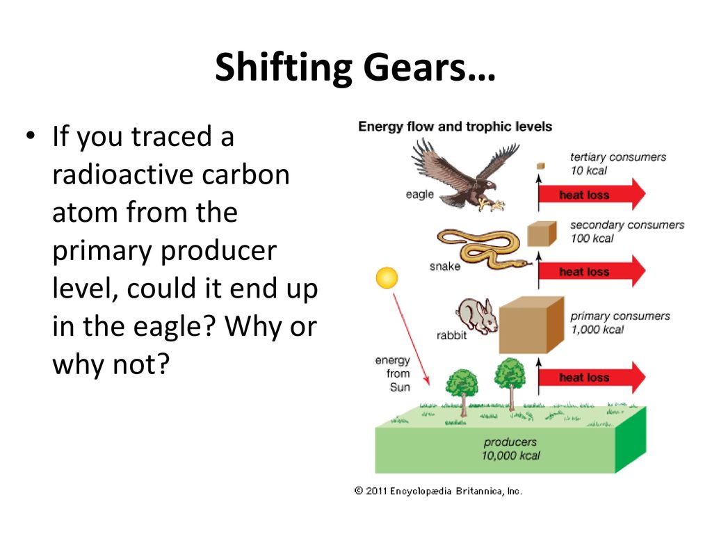 Ecology Ppt Download ecology-ppt-download