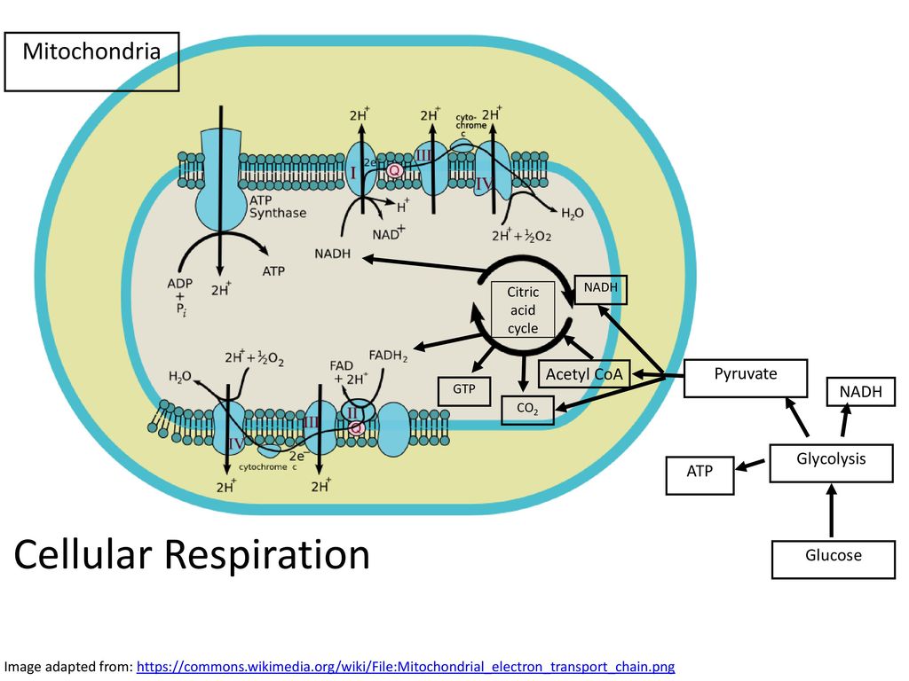 Cellular respiration mitochondria diagram