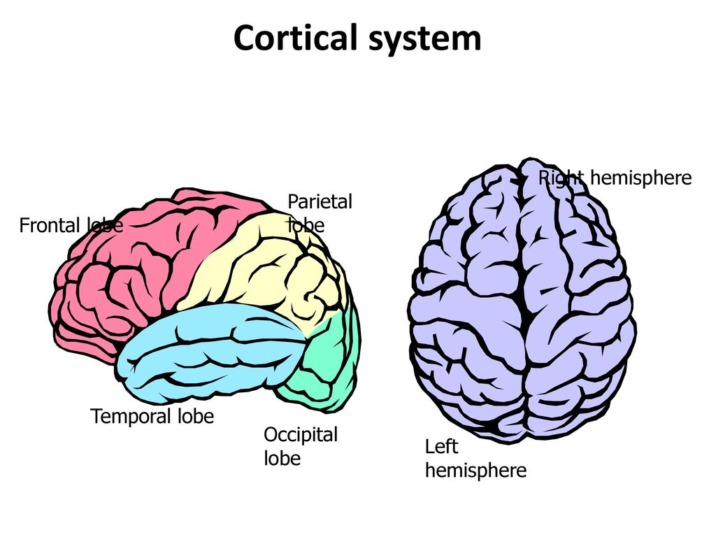 Yes, you CANS! Assessing childrenโs central auditory processing skills ... Biology Diagrams
