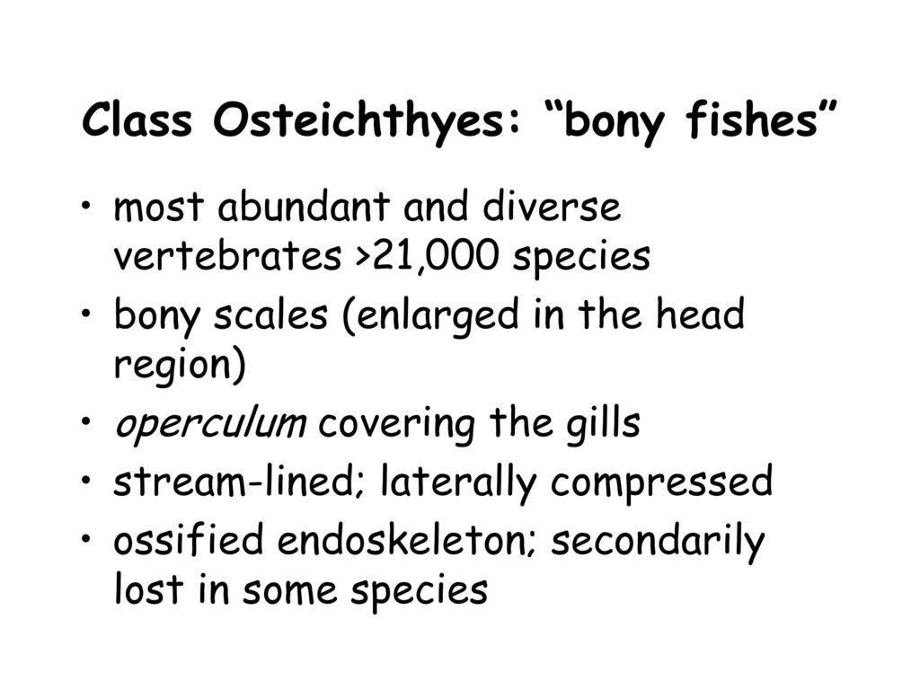 Class Osteichthyes: bony fishes