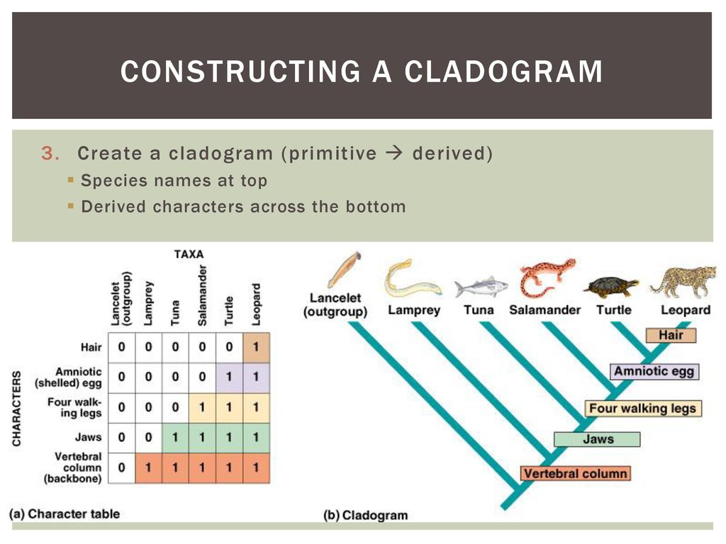 Evidence for evolution - ppt download