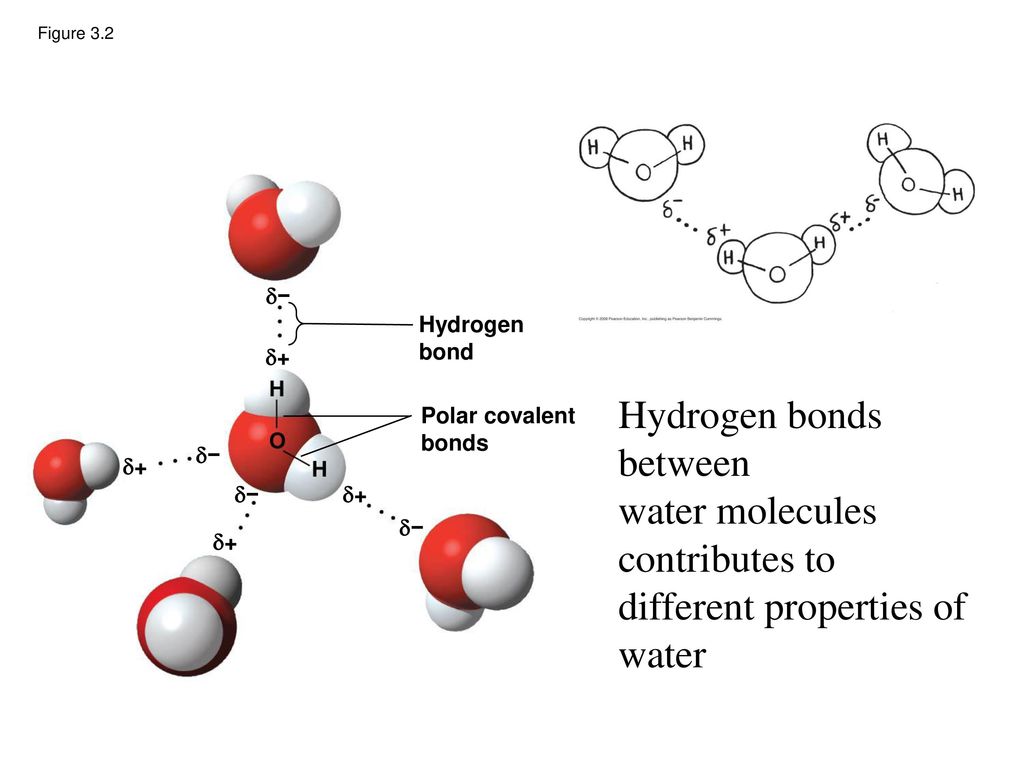 Figure 3.2 Hydrogen bonds between water molecules. 