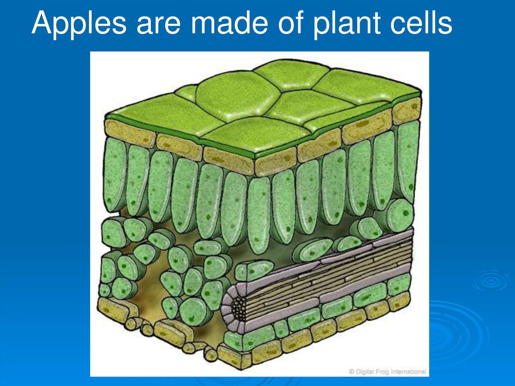 Мезофилл листа клетки. Клетки мезофилла листа. Строение листа. Строение листа кутикула. Клетка столбчатой ткани.