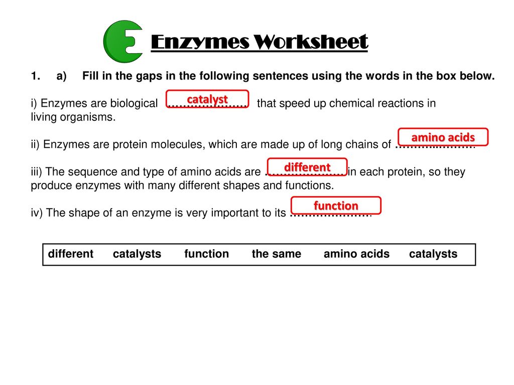 Enzyme Reactions Worksheet Answers - Worksheet List Intended For Enzyme Reactions Worksheet Answer Key