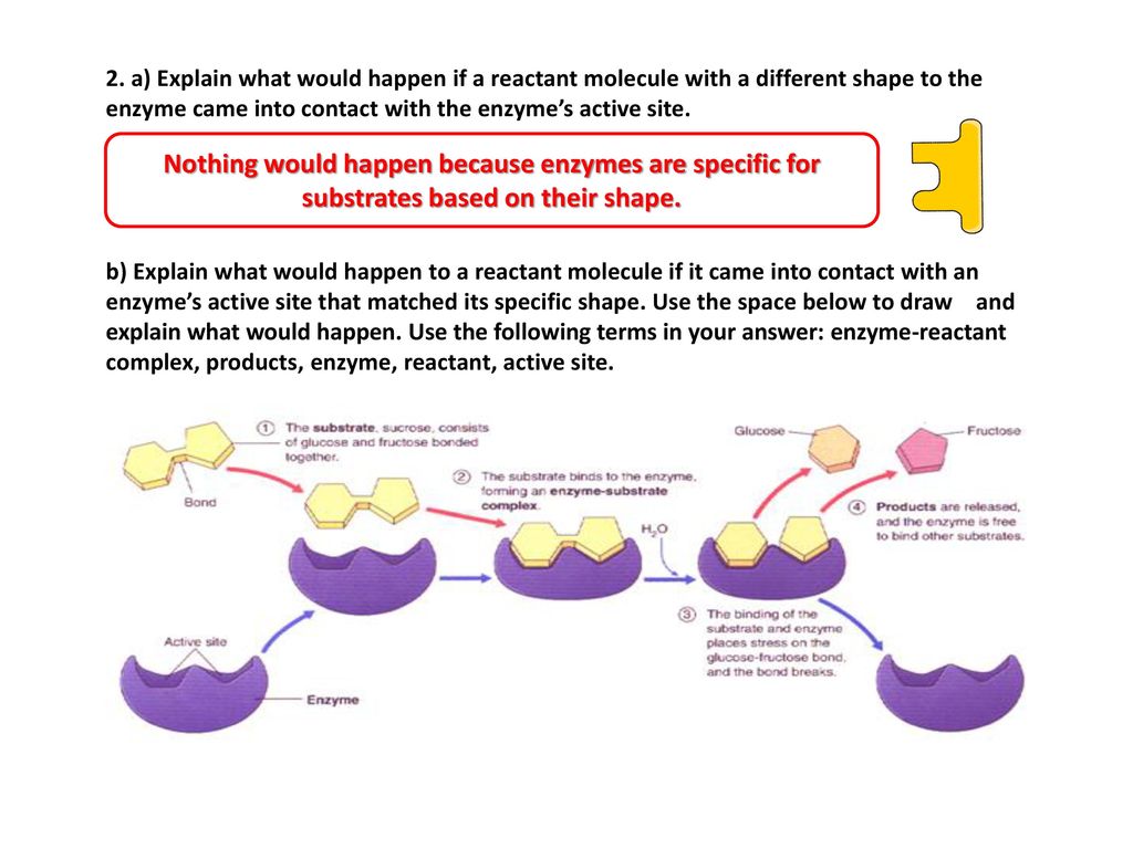 Enzymes Worksheet Catalyst Amino Acids Different Function