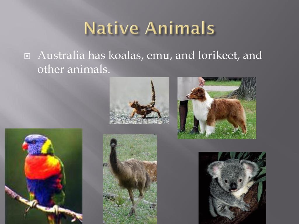 Australia By Colin And Andy Ppt Download australia-by-colin-and-andy-ppt-download