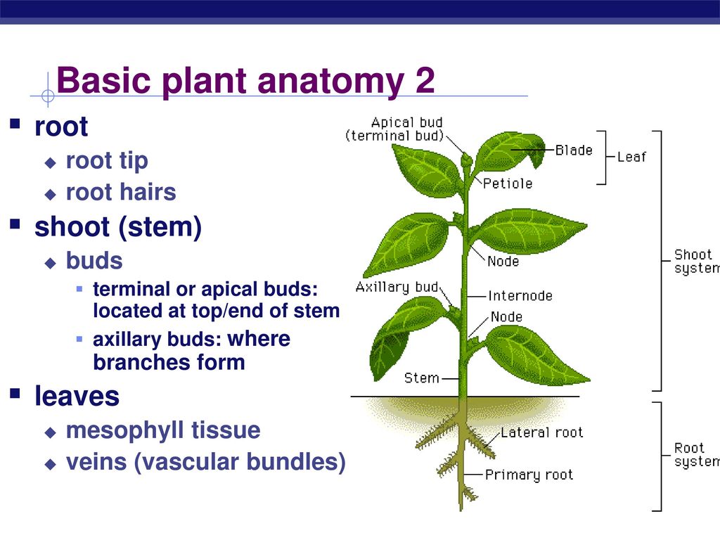 Анатомия растений ботаника. Plant Leaf Anatomy. Plant root Anatomy. Anatomy of Plants structure. Анатомия растений на английском.