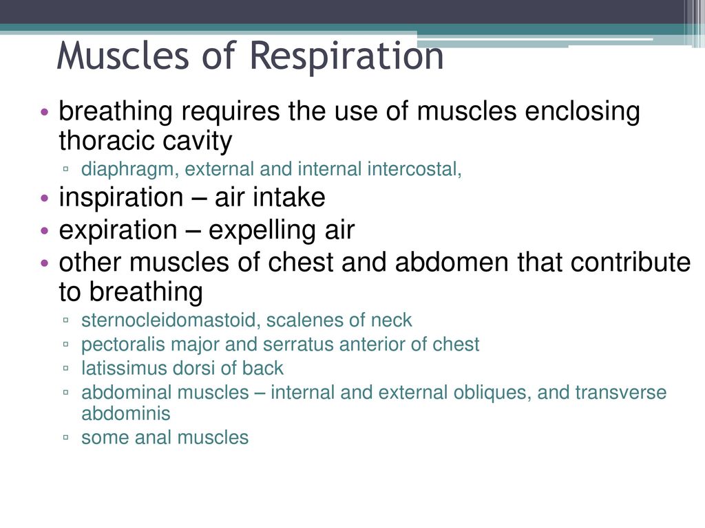 Muscular System Dr. Gary Mumaugh - ppt download