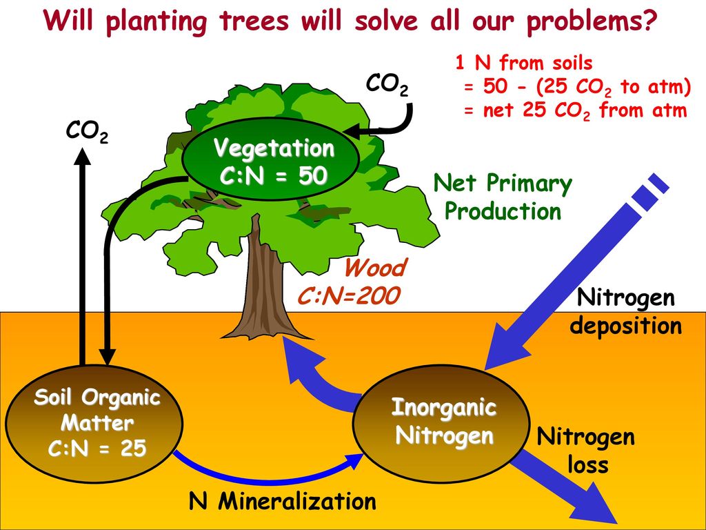 Plants co. Nitrogen. RNC nitrogen. Dissolved Inorganic nitrogen. Soil Organic matter.