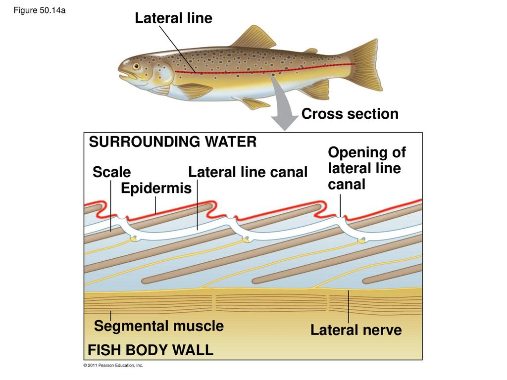Функция органа боковой линии рыб. Органы боковой линии у рыб. Lateral line. Lateral line of Fish. Lateral line System.