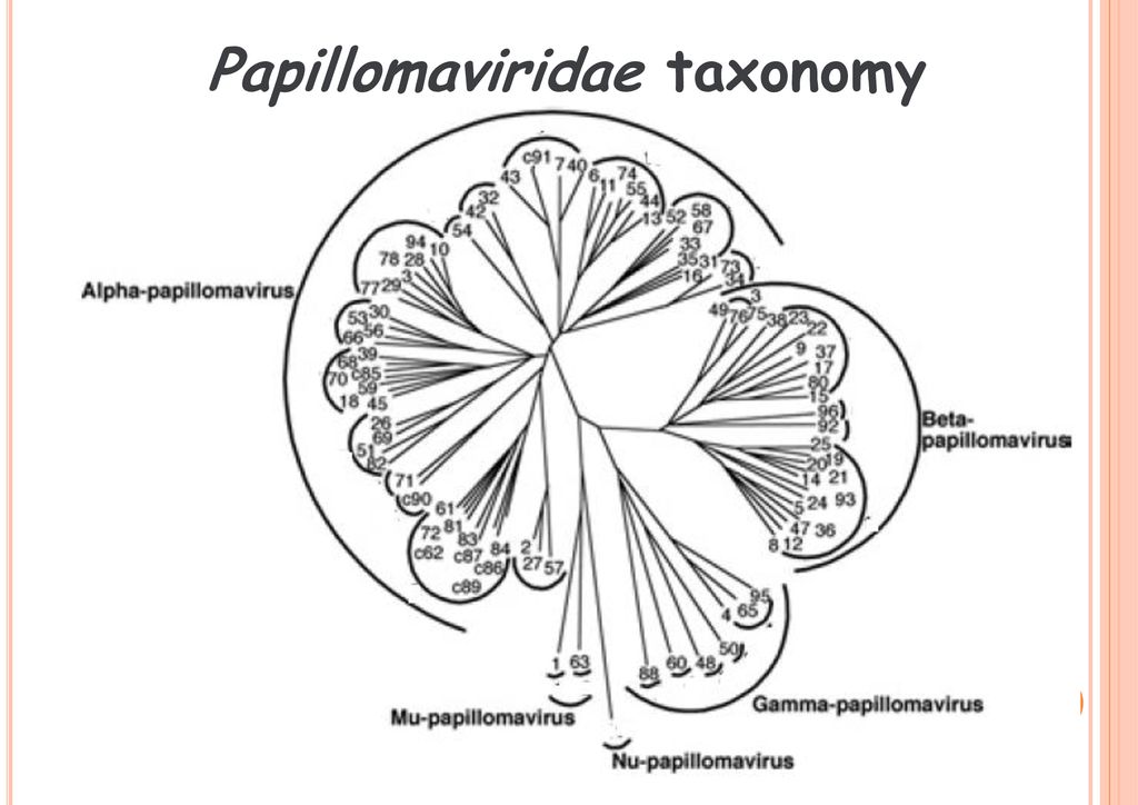 papillomaviridae taxonomy