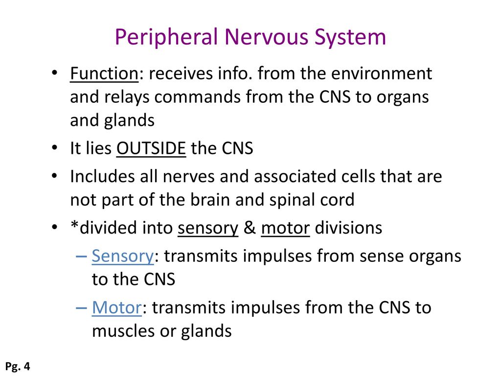 Central Nervous System (CNS) - ppt download