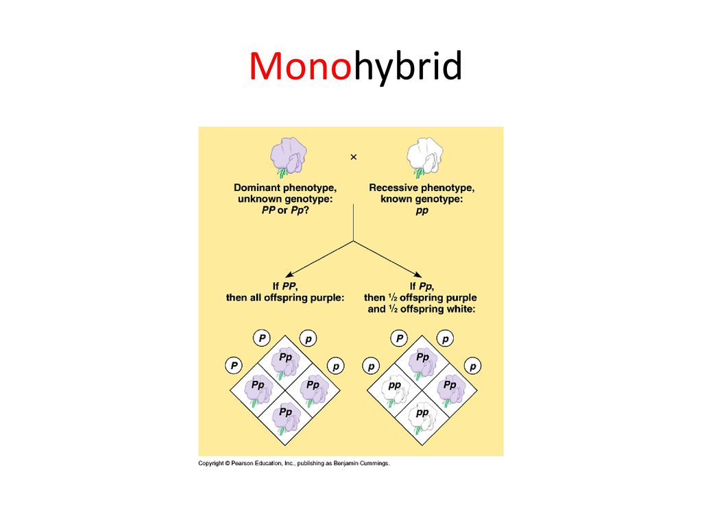 Monohybrid. Моногибрид дегеніміз не.
