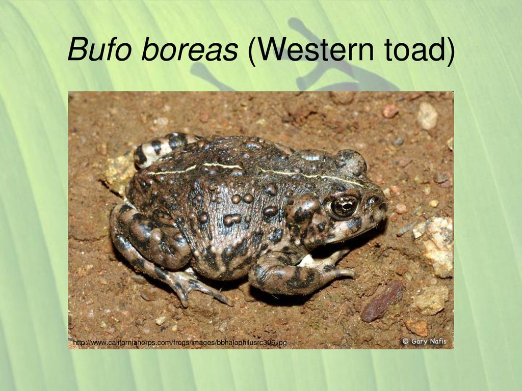 Causes of amphibian declines - ppt download