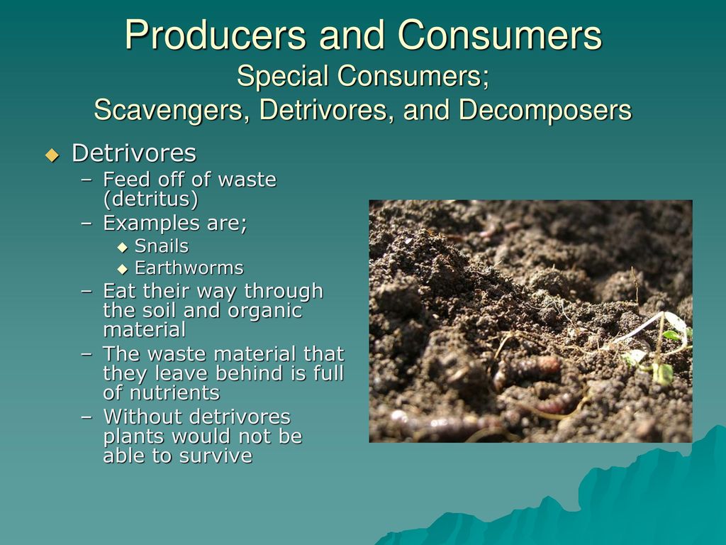 Producers and Consumers - ppt download