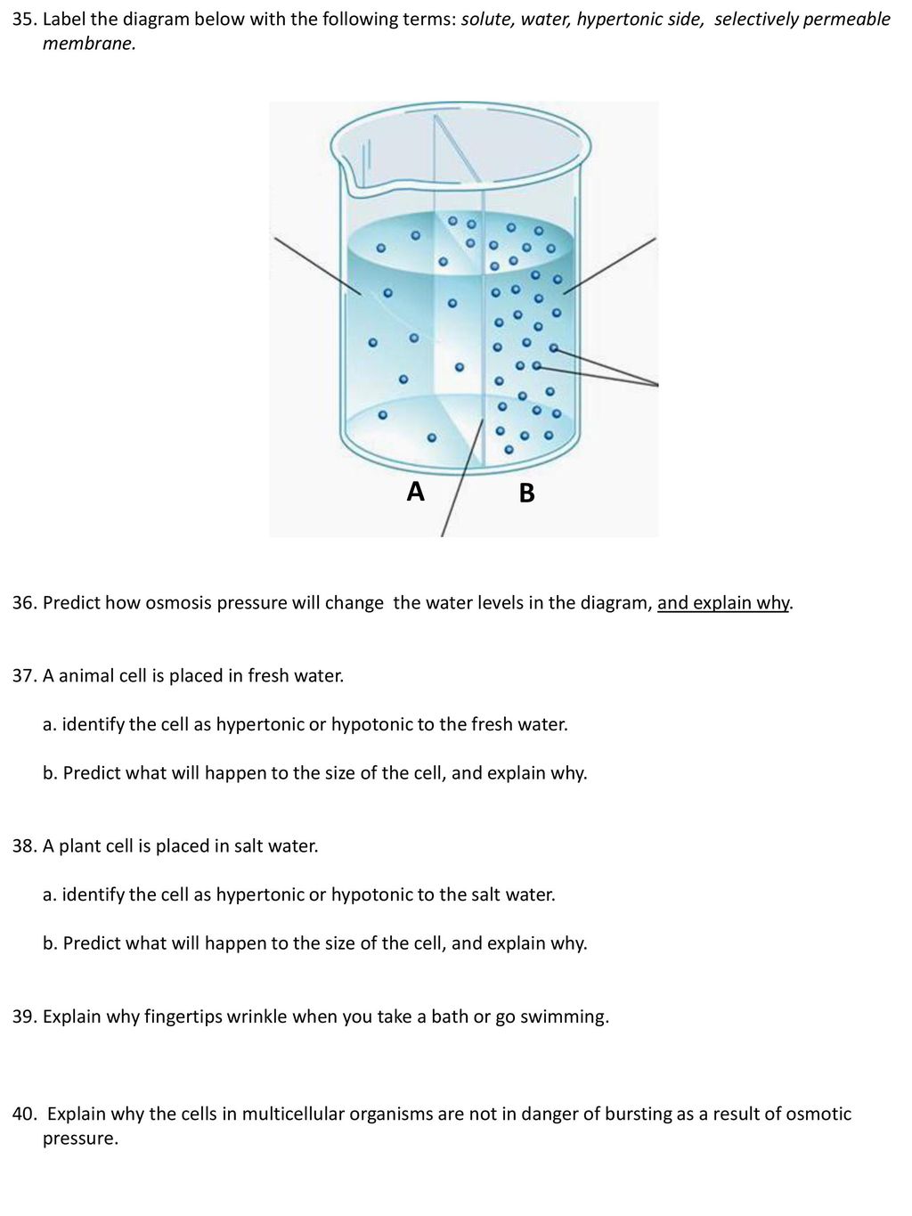 35. Label the diagram below with the following terms: solute, water, hypertonic side, selectively permeable membrane.