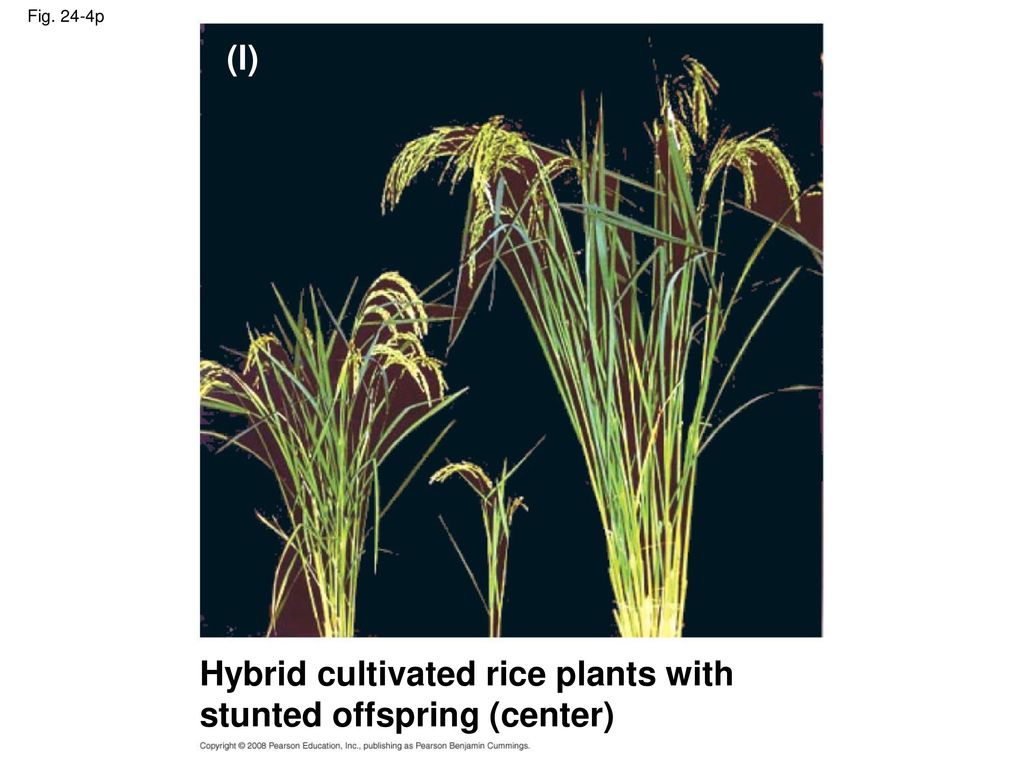 Hybrid cultivated rice plants with stunted offspring (center)