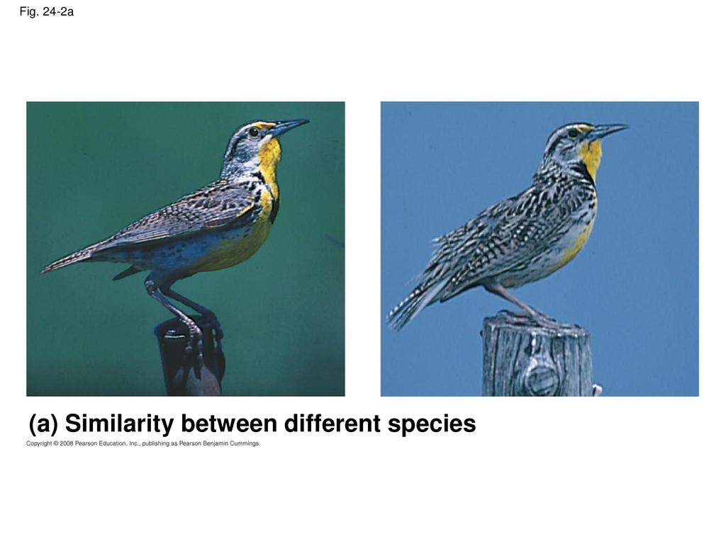 (a) Similarity between different species