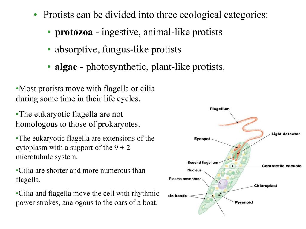 Protists can be divided into three ecological categories: