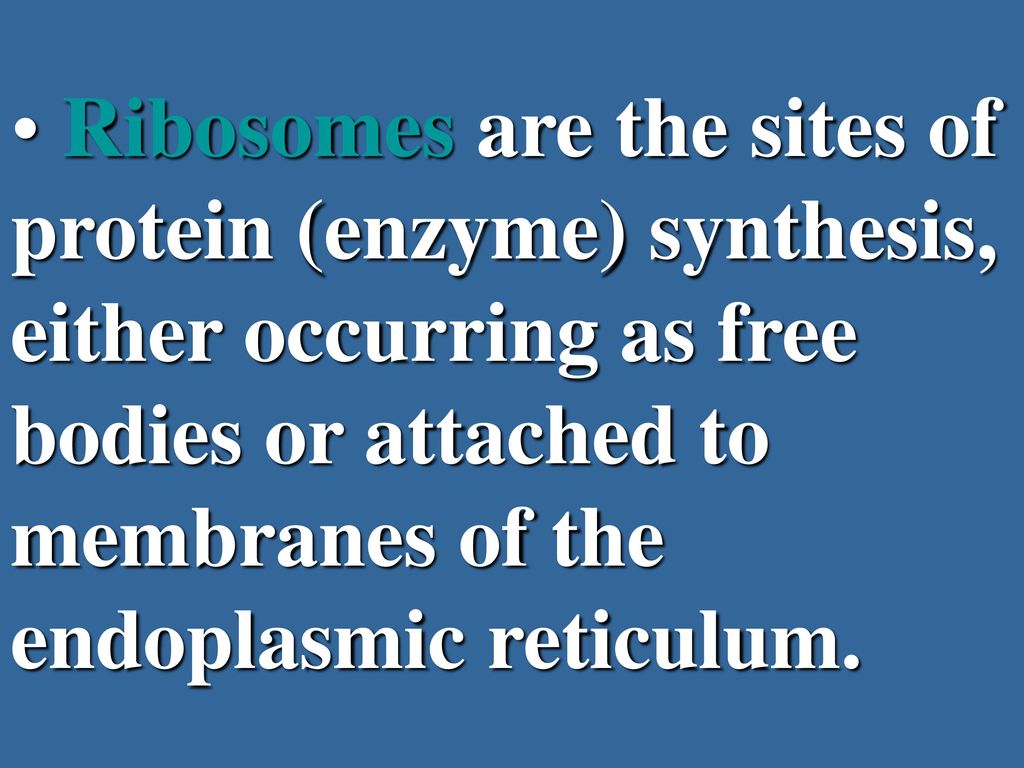 Ribosomes are the sites of protein (enzyme) synthesis, either occurring as free bodies or attached to membranes of the endoplasmic reticulum.