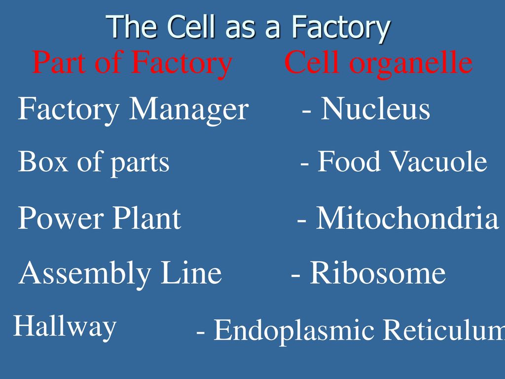 Part of Factory Cell organelle Factory Manager - Nucleus