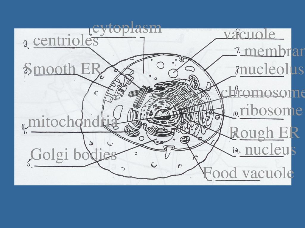 cytoplasm vacuole. centrioles. membrane. Smooth ER. nucleolus. chromosome. ribosome. mitochondria.