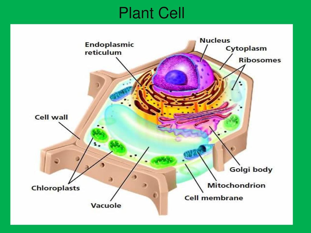 Cell Organelle Notes Title Your Page Read Only Learning Goal Ppt Download