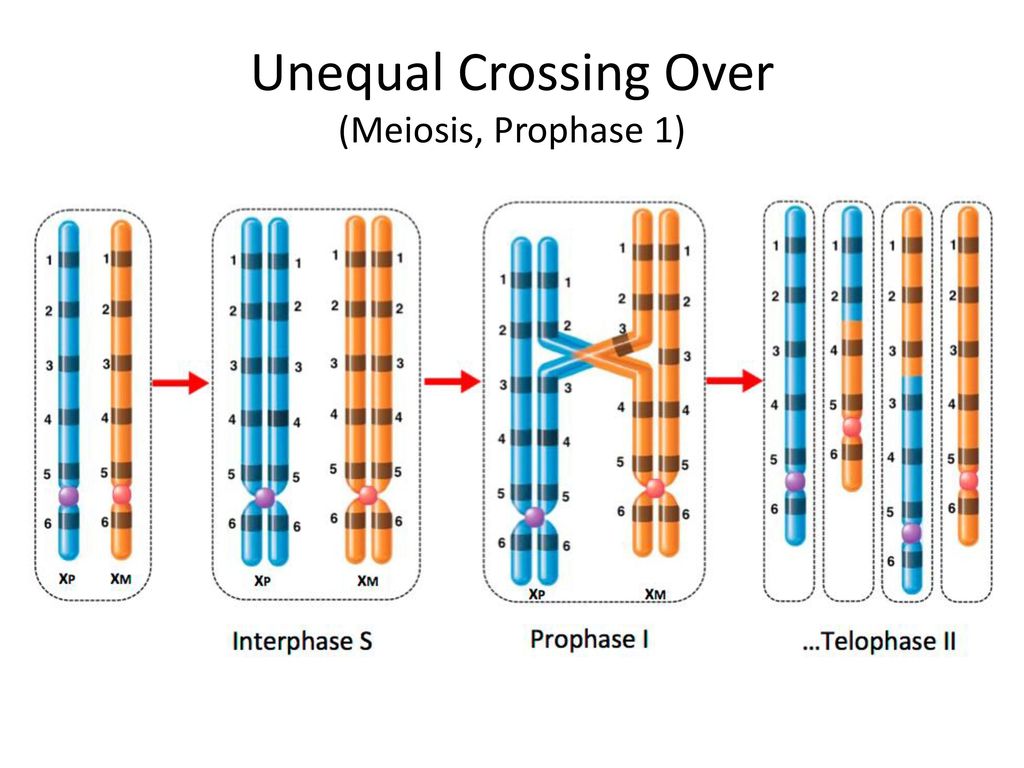 ap-biology-discussion-notes-ppt-download
