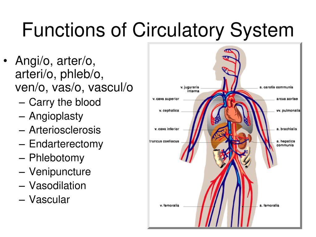Chapter 11 - Cardiovascular System - ppt download