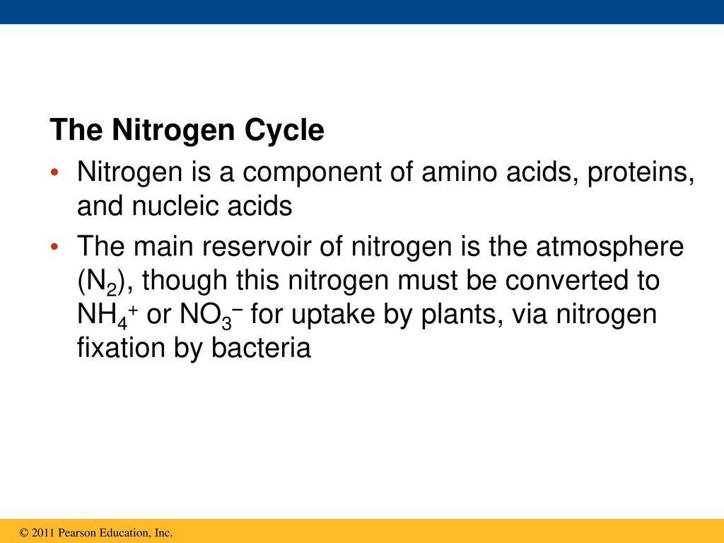 The Nitrogen Cycle Nitrogen is a component of amino acids, proteins, and nucleic acids.