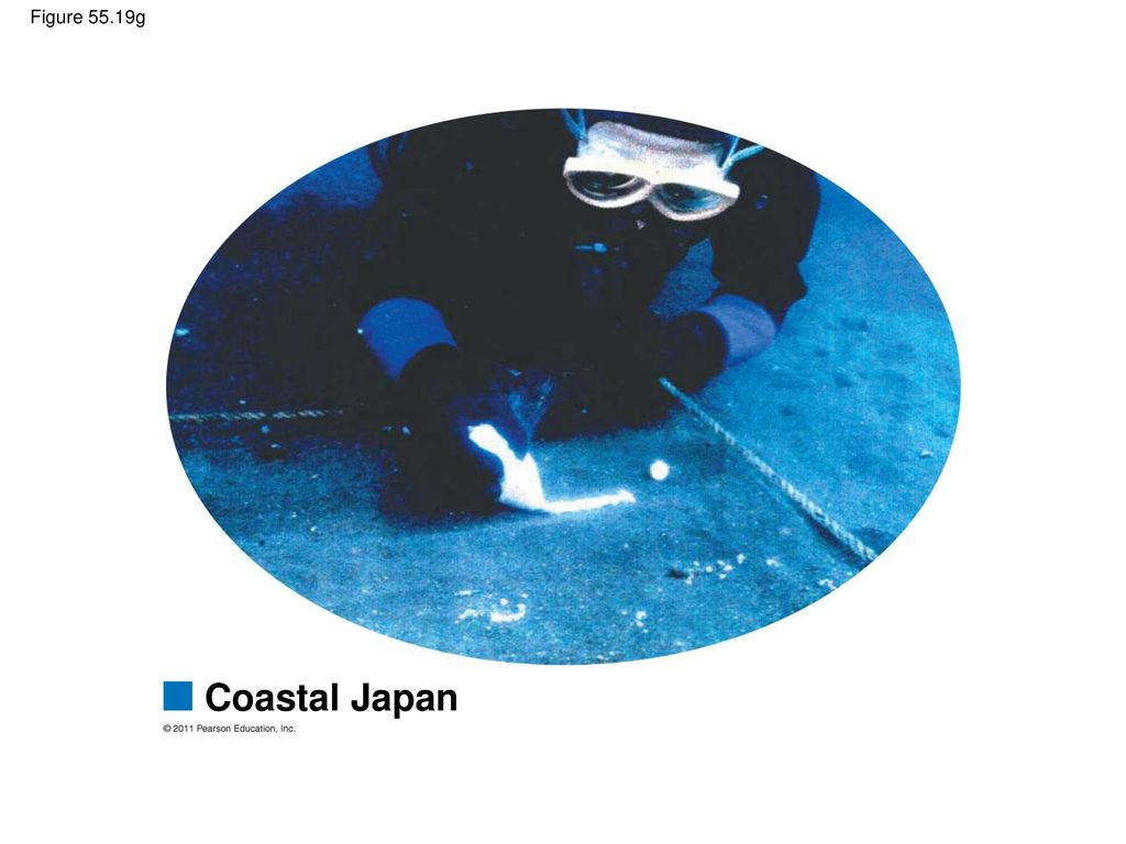 Figure 55.19g Figure Exploring: Restoration Ecology Worldwide Coastal Japan 96