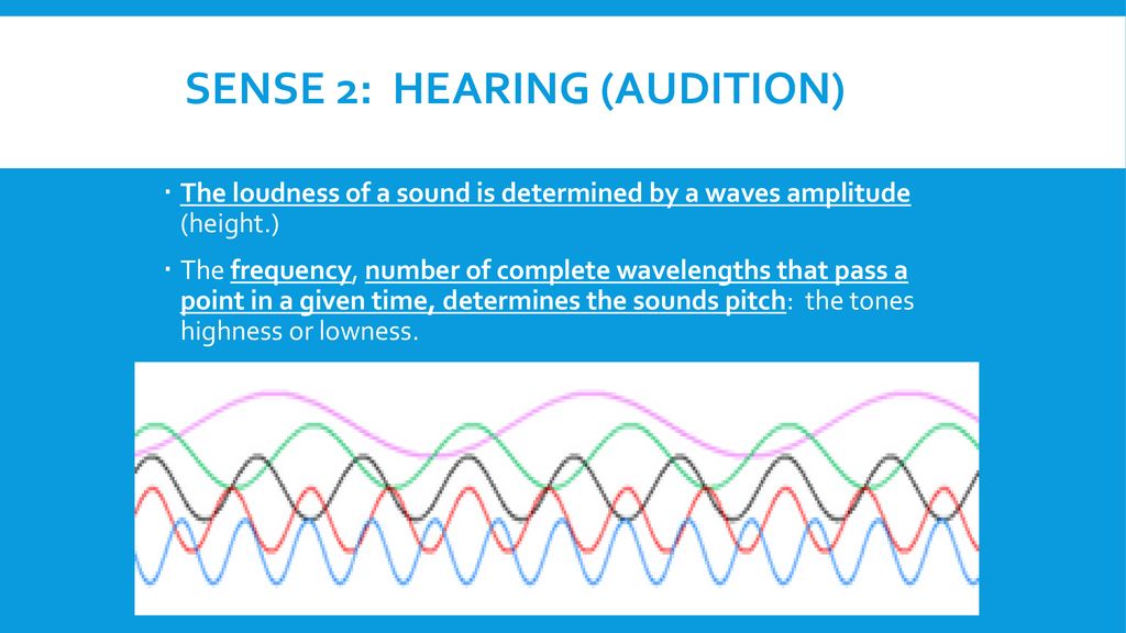 The ear And other senses. - ppt download